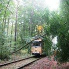 Baum vorsätzlich angesägt – Straßenbahn beschädigt